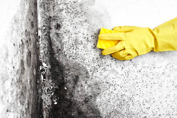 Mold Testing and Removal in Drain, OR