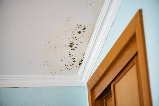 Best Certified Mold Removal  in Drain, OR