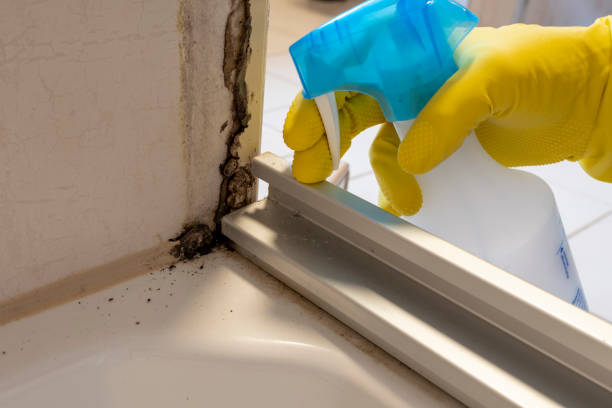 Trusted Drain, OR Mold Removal Experts