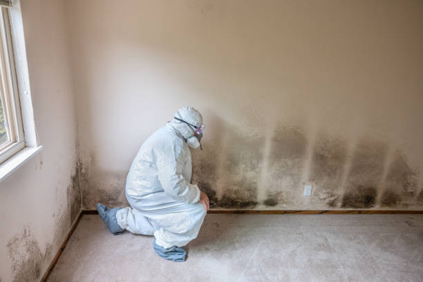 Best Crawl Space Mold Removal  in Drain, OR
