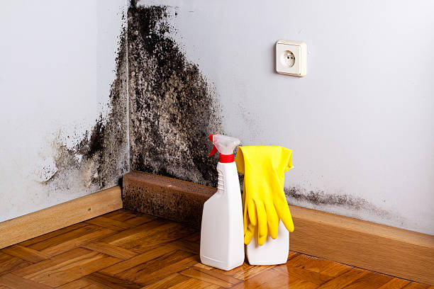 Best Mold Damage Repair  in Drain, OR