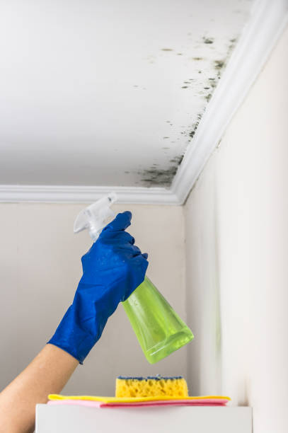 Best Crawl Space Mold Removal  in Drain, OR
